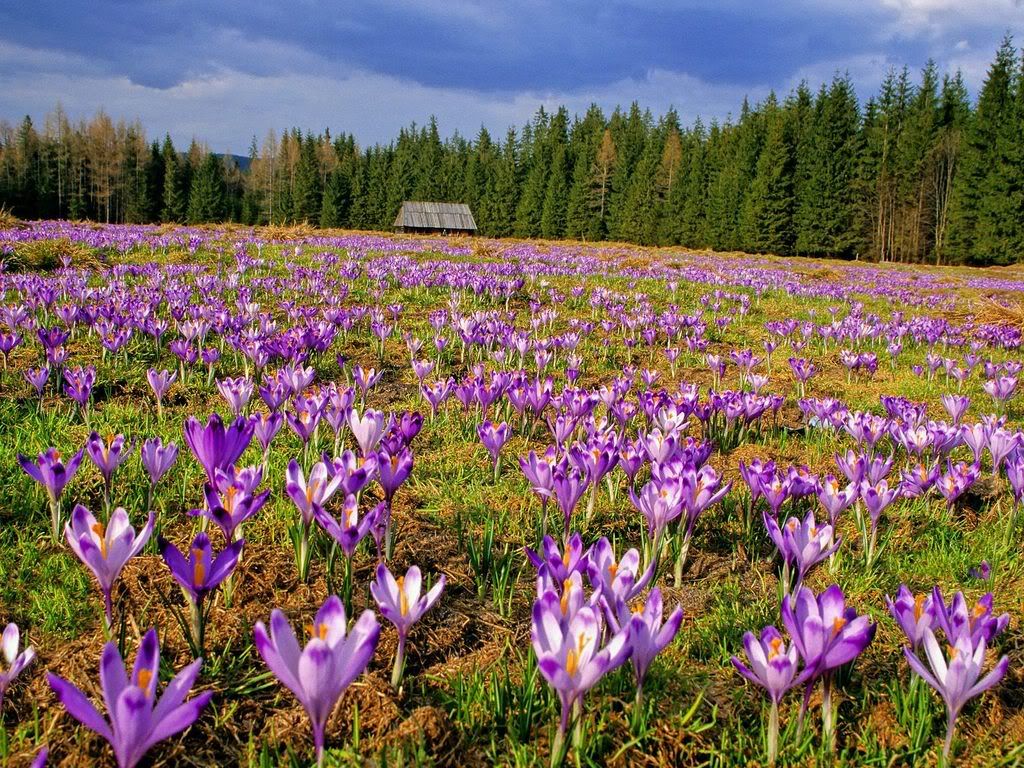 CrocusesChocholowskaValleyTatraNati.jpg