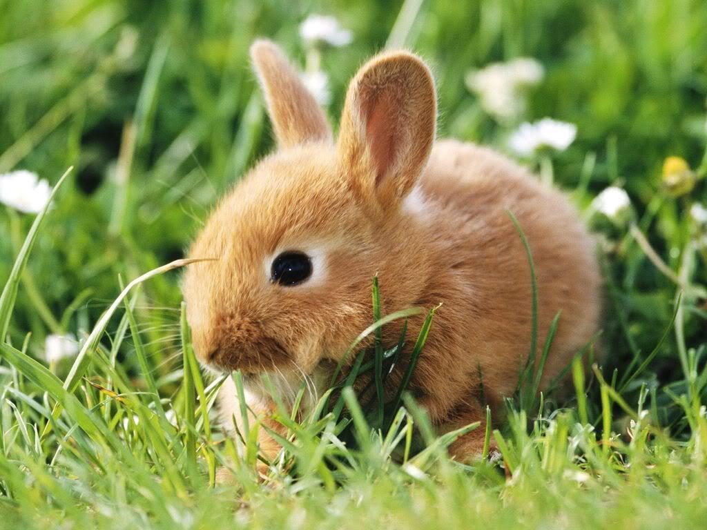 DwarfRabbit.jpg