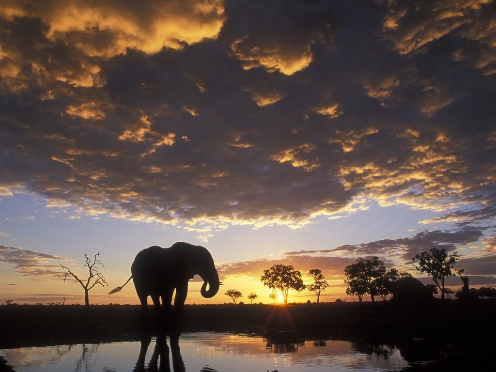 ElephantSilhouettedatSunsetChobeNat.jpg