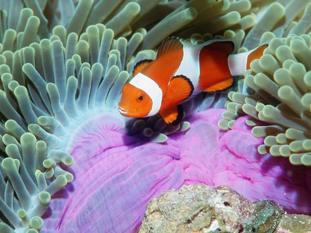 FalseClownAnemonefishSimilanIslands.jpg