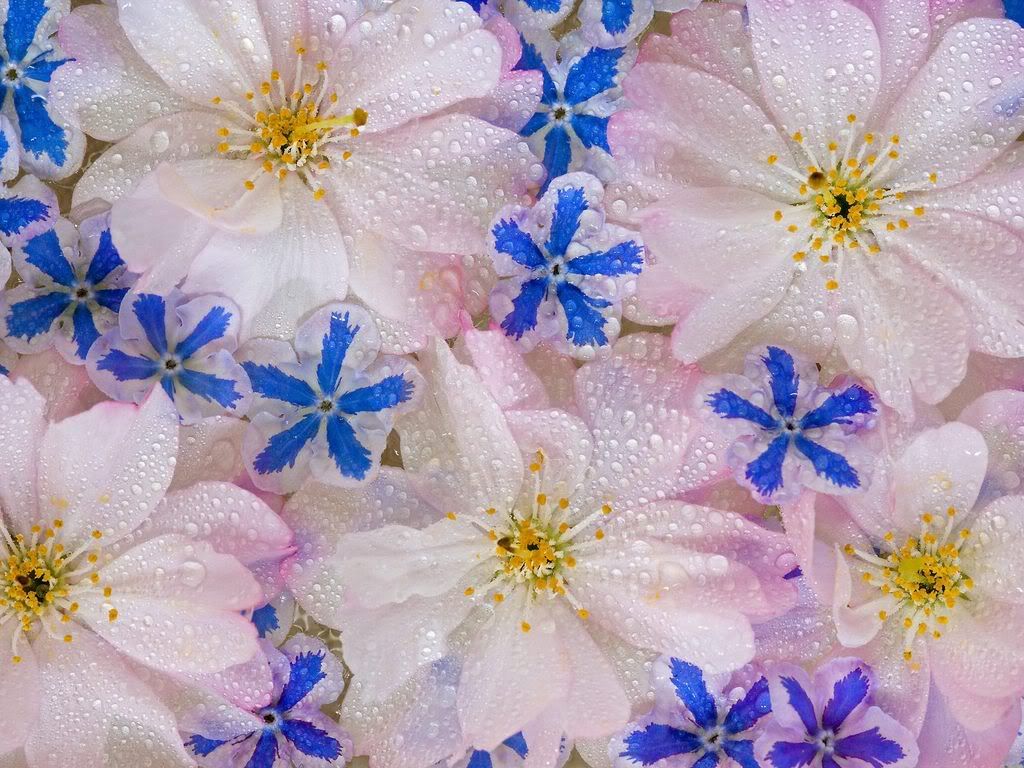 FloatingBlossoms.jpg