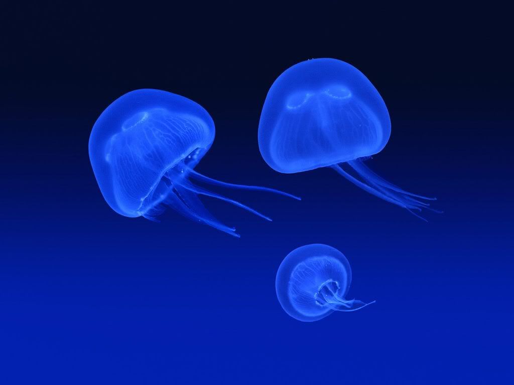 FloatingJellyfish.jpg