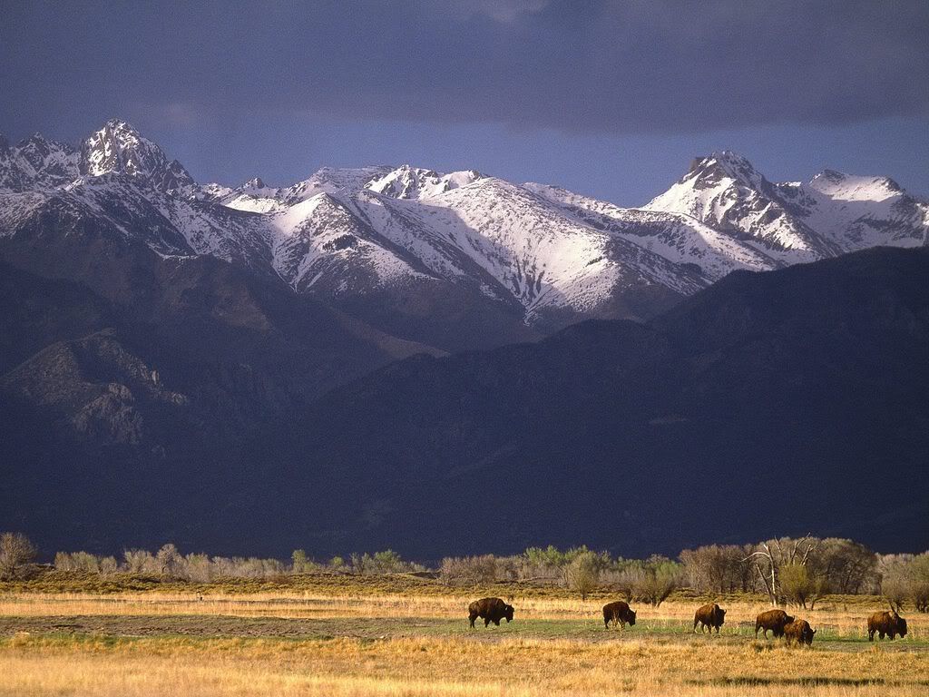 GrazingBisonSangredeCristoRangeColo.jpg