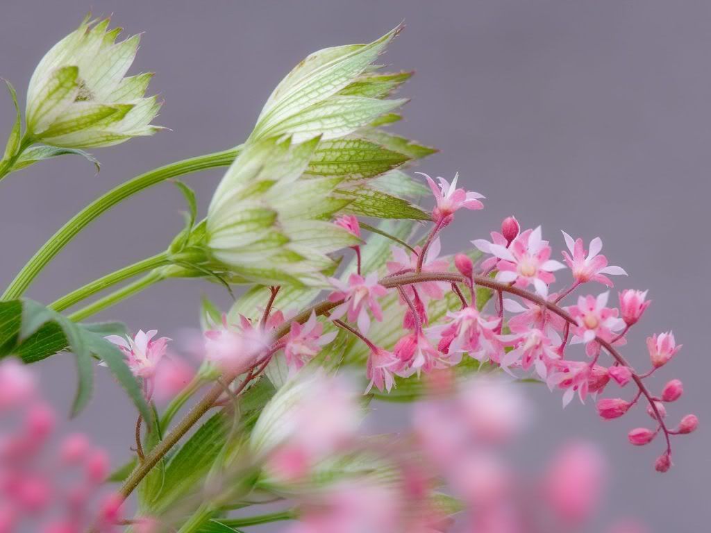 HeucherellaAstrantia.jpg
