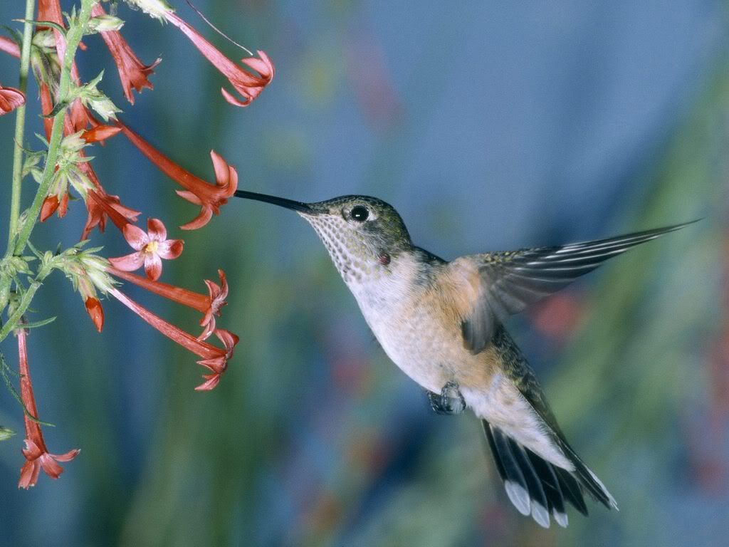 HummingbirdFeedinginFlight.jpg