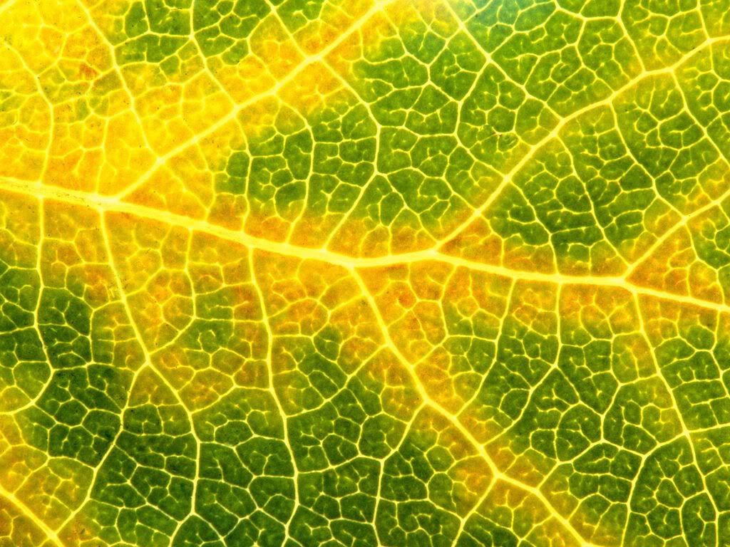 MacroViewofanAspenLeaf.jpg