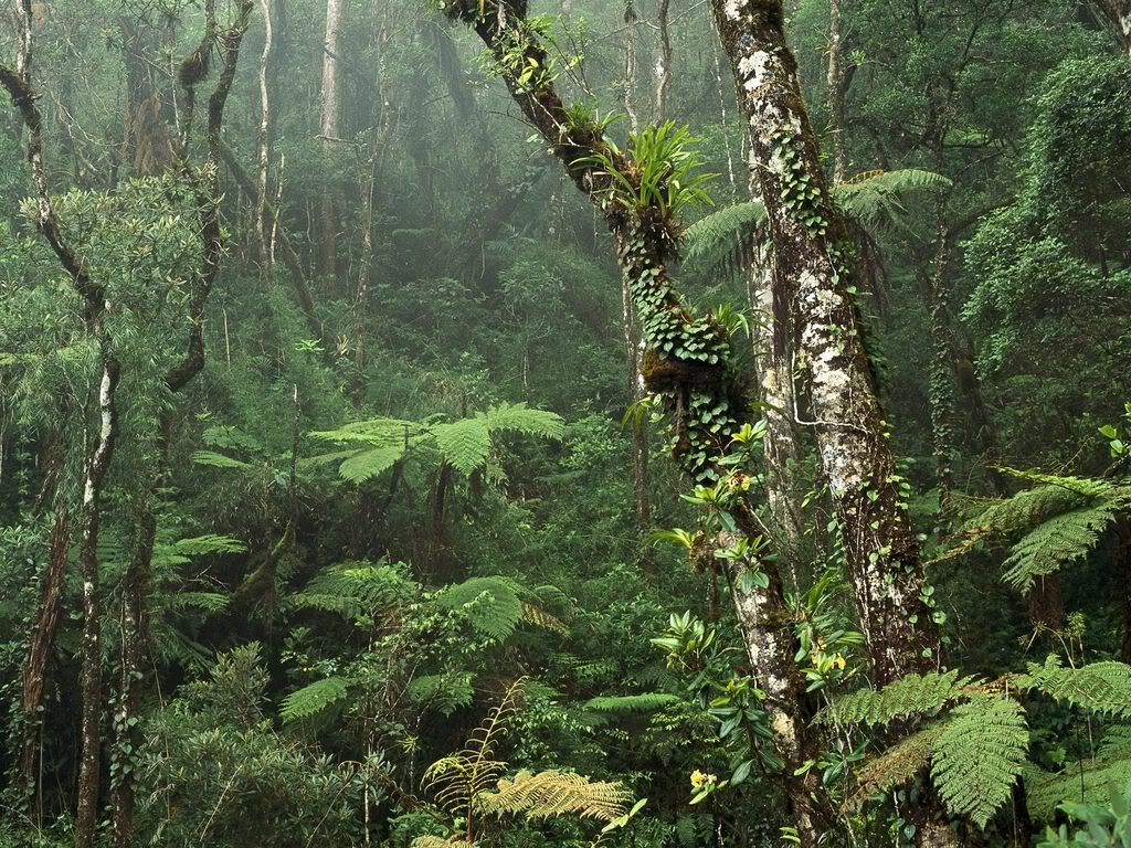MontaneRainforestMountKinabaluNatio.jpg