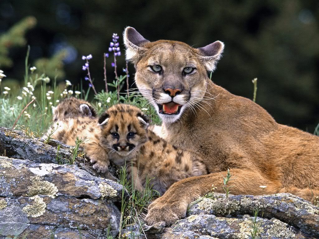 MountainLionWithCub.jpg