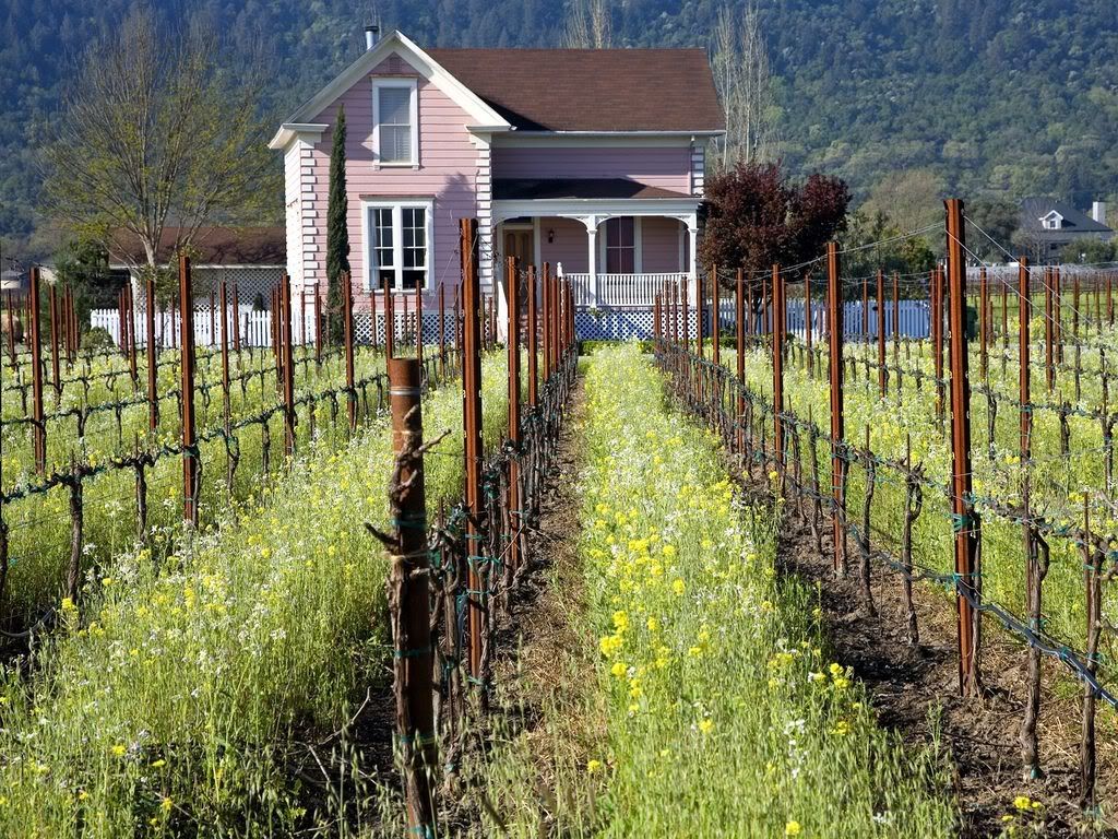 NapaValleyVineyardCalifornia.jpg