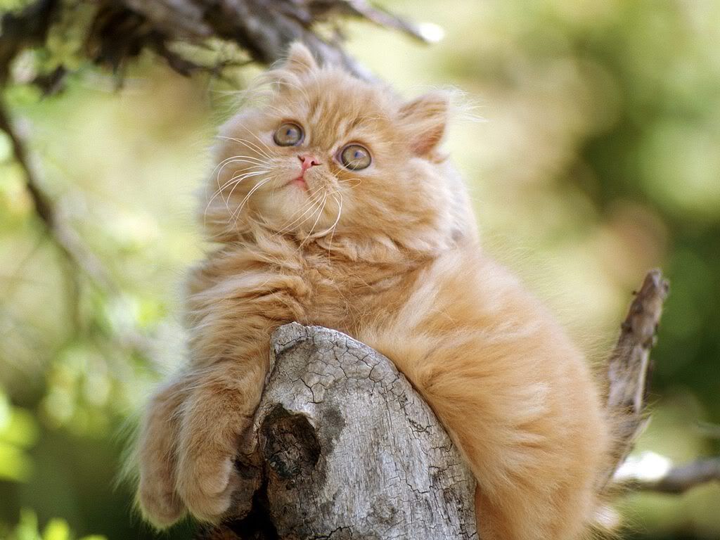 OrangePersianKitten.jpg