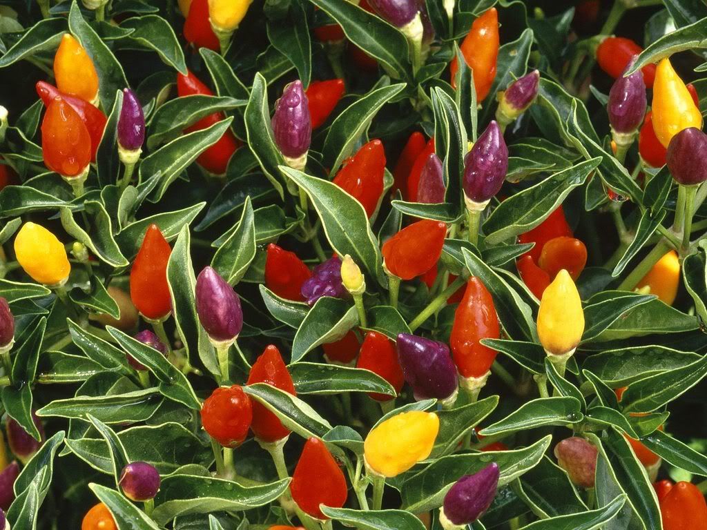 PepperPlant.jpg