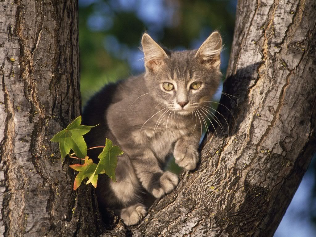 PerchedGrayDomesticShorthair.jpg