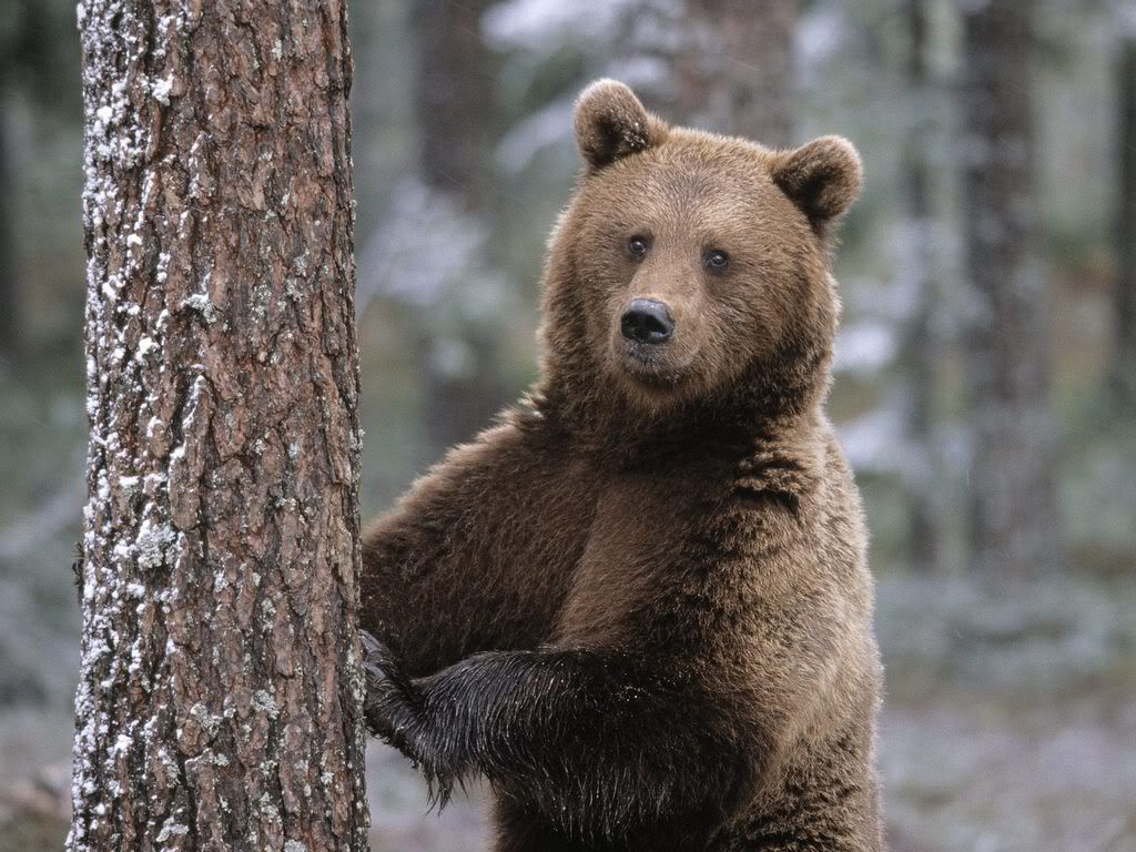 PortraitofaBrownBearFinland.jpg