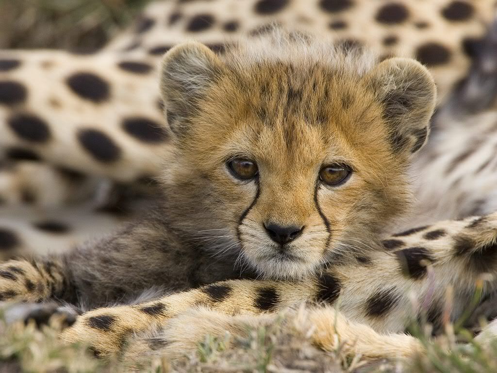 PortraitofaCheetahCubMasaiMaraReser.jpg