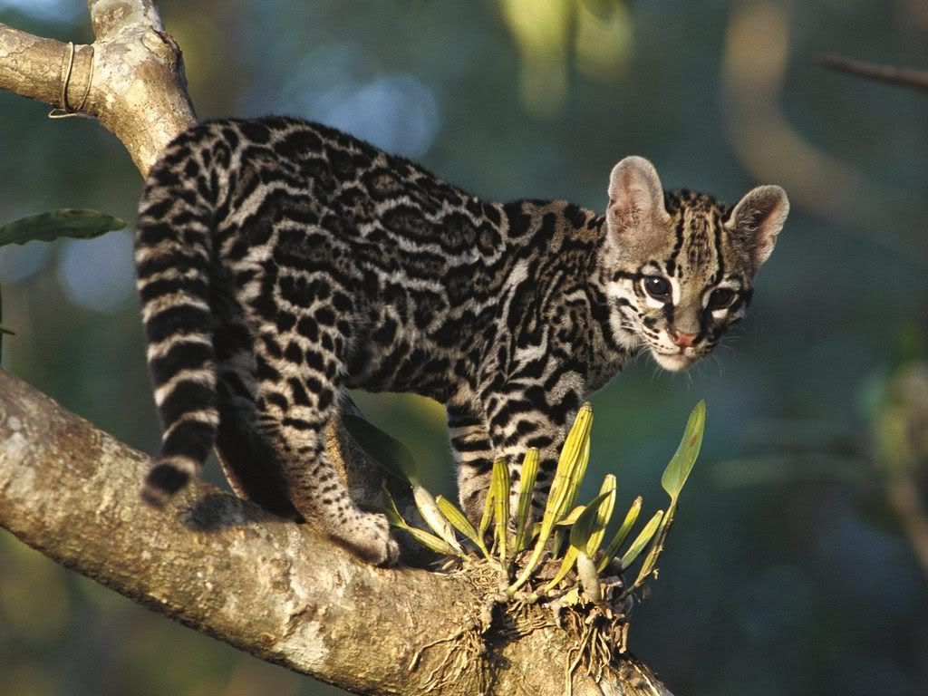 PortraitofaWildMargayKittenCostaRic.jpg