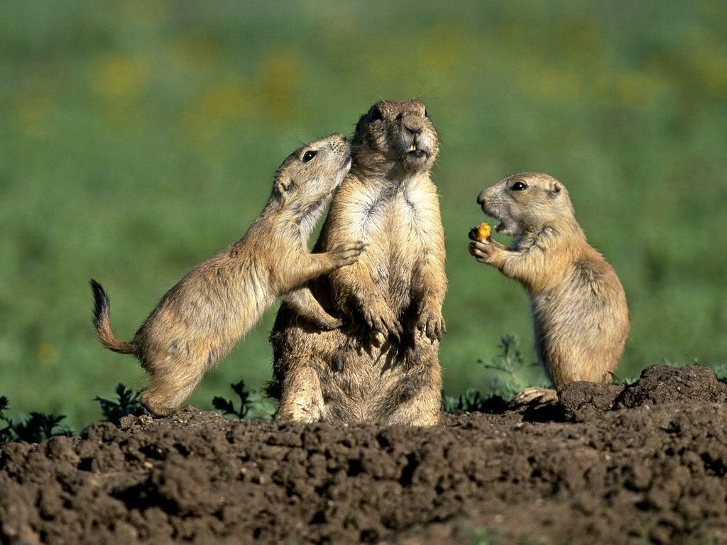 PrairieDogFamily.jpg