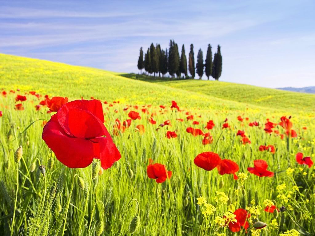 RedPoppiesTuscanyItaly.jpg