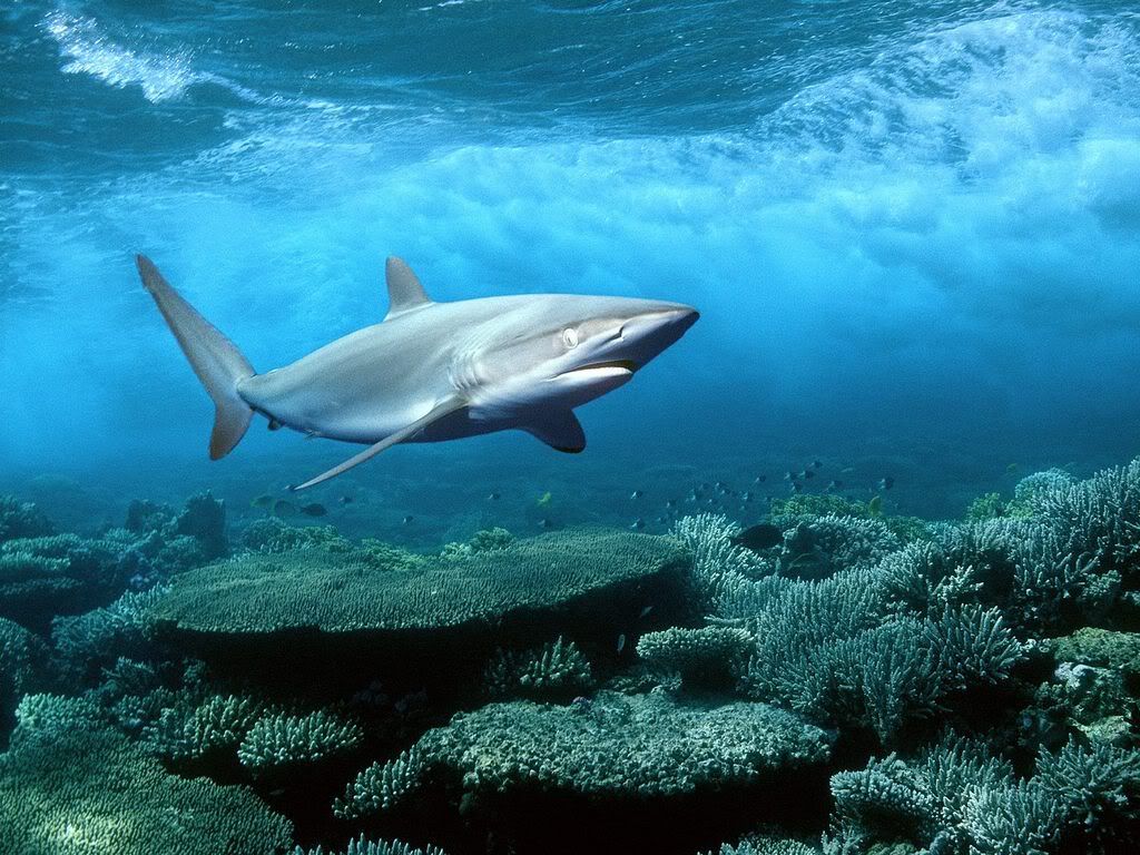 SilkySharkRedSeaEgypt.jpg