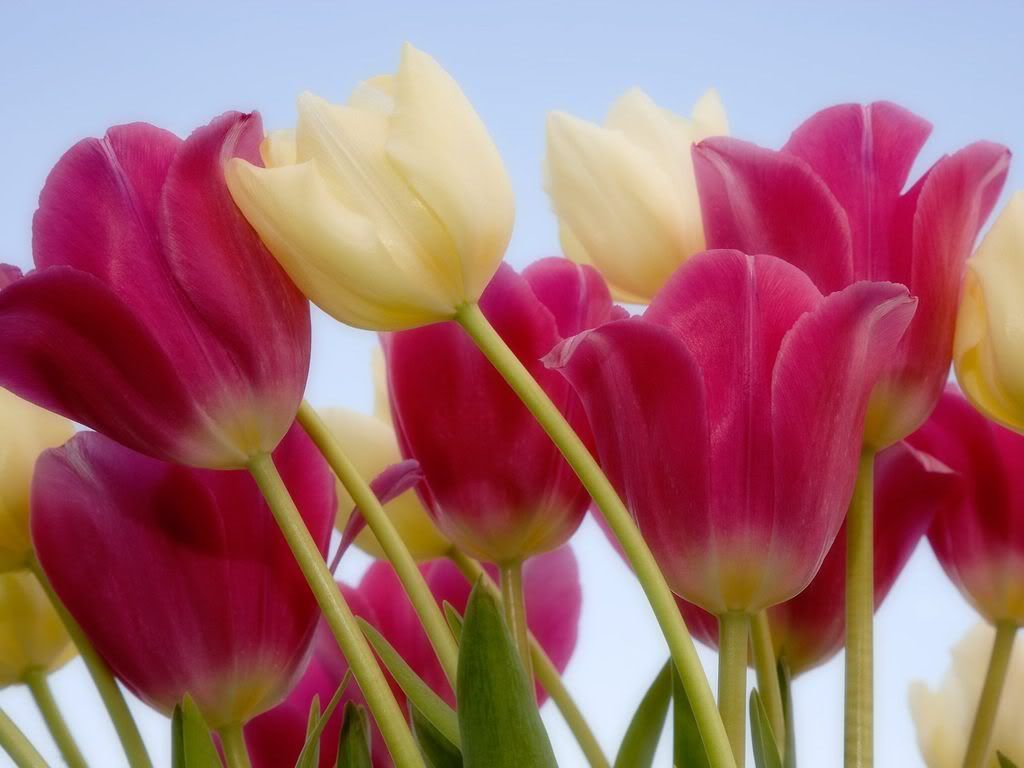 TulipsandSky.jpg