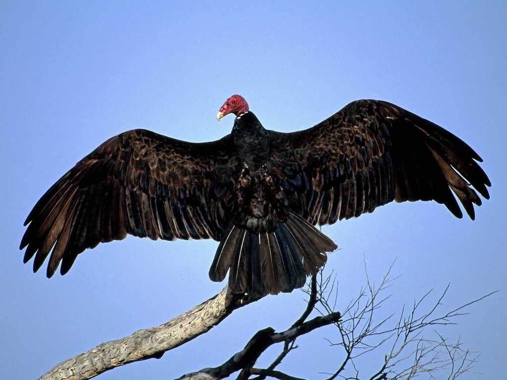 TurkeyVulture.jpg