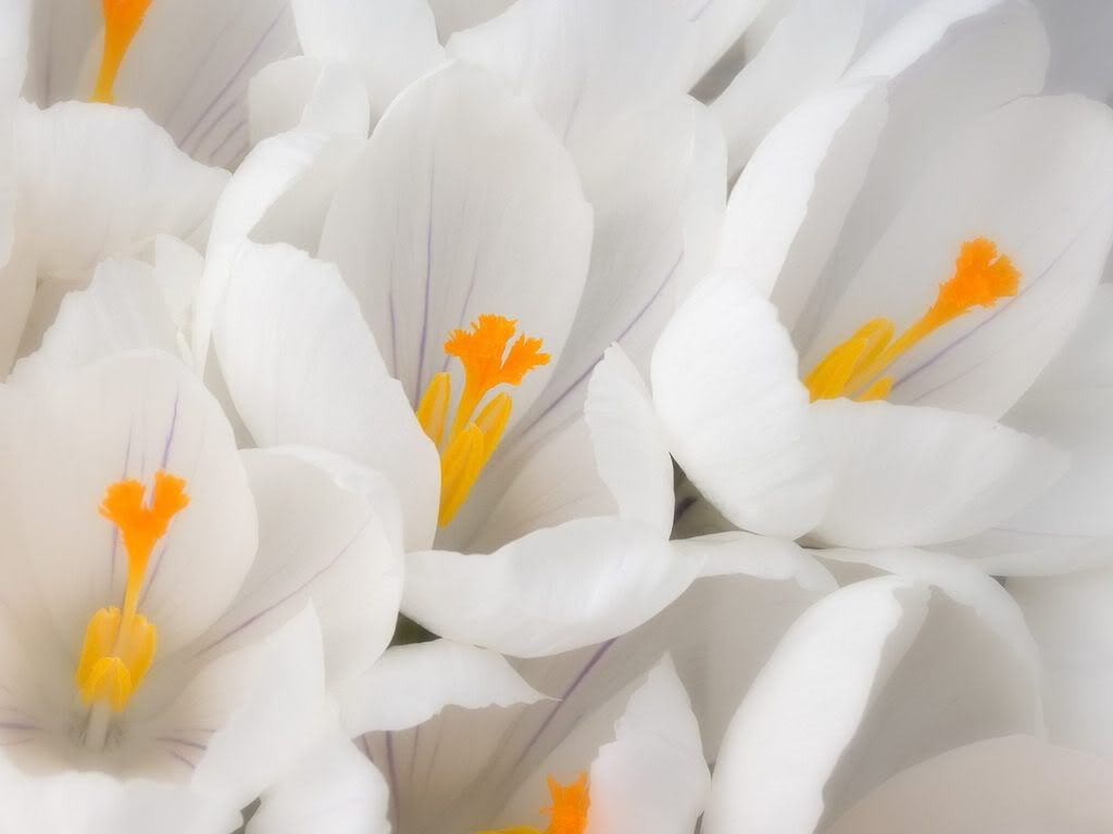 WhiteCrocus.jpg