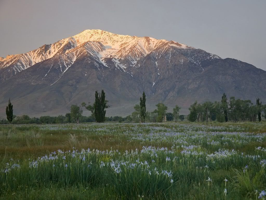 WildIrisMeadowMountTomEasternSierra.jpg