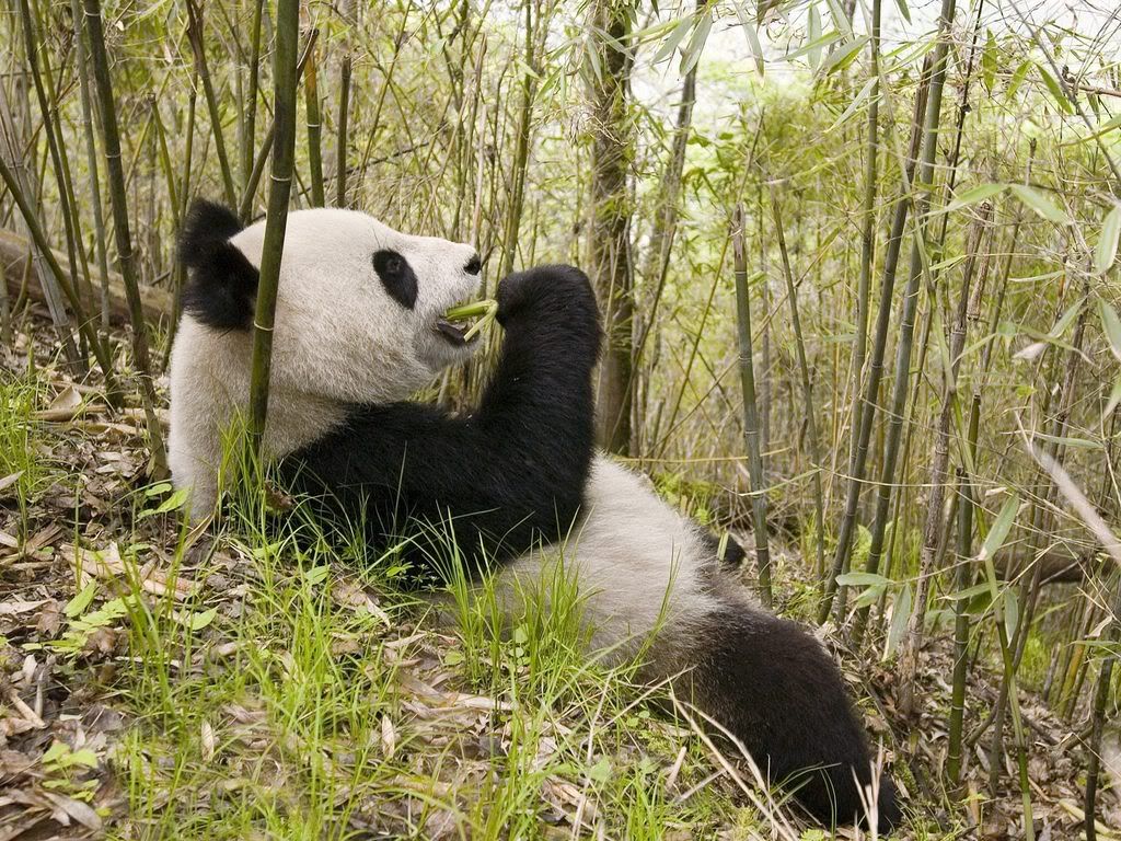 XiangXiangWolongNatureReserveChina.jpg