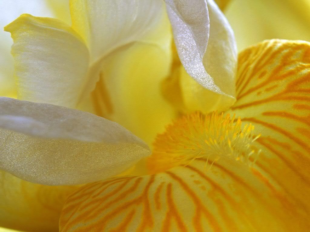 YellowIris.jpg