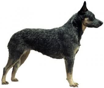 avustralya_cattle_dog_7.jpg