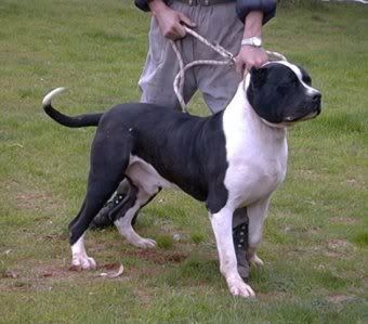 bandoggemastiff_01.jpg