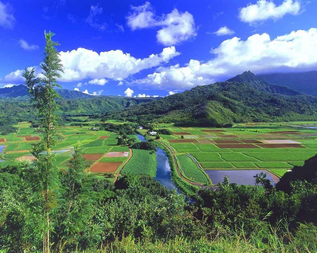 1280_1024_nature_scene_wallpaper-2.jpg
