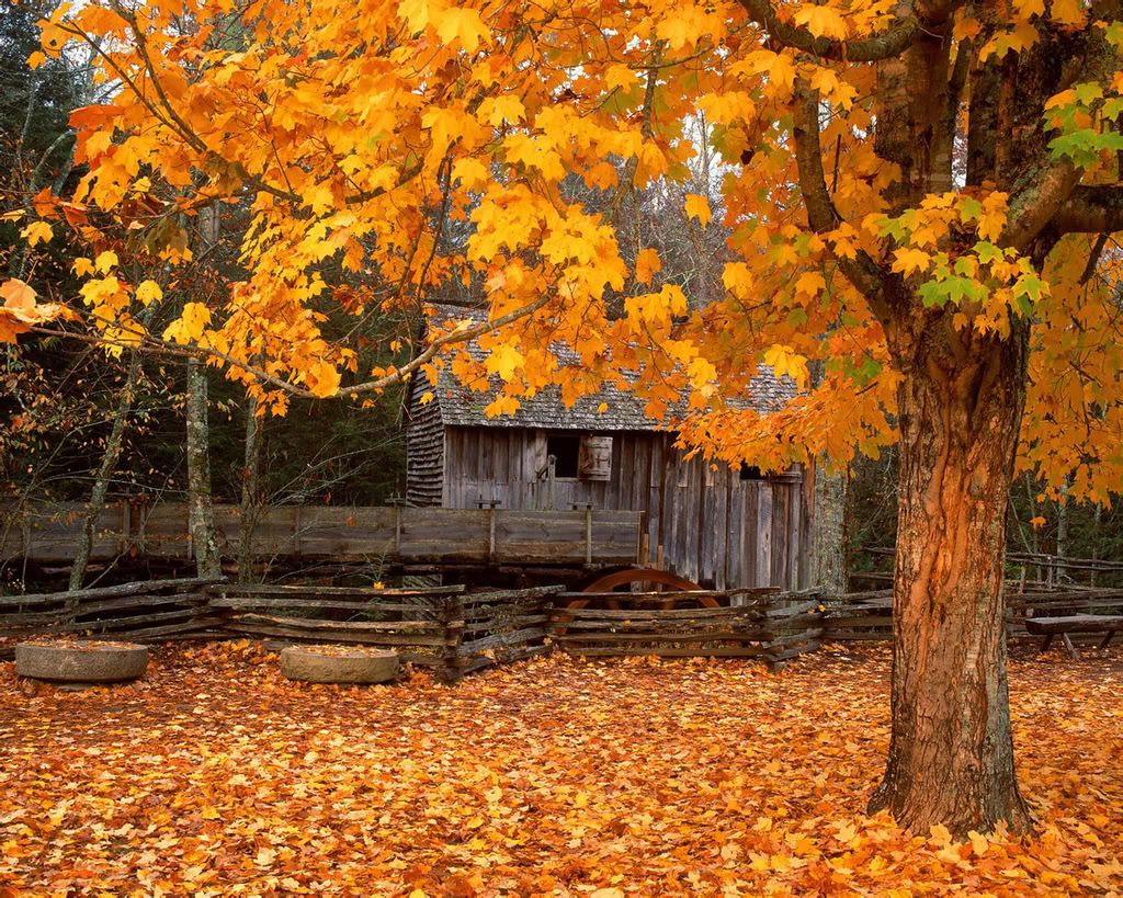 1280_1024_nature_scene_wallpaper-27.jpg