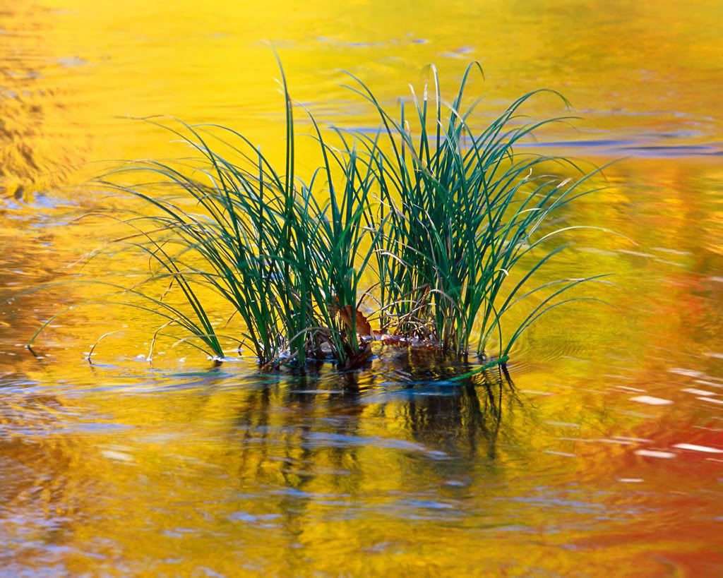 1280_1024_nature_scene_wallpaper-3.jpg
