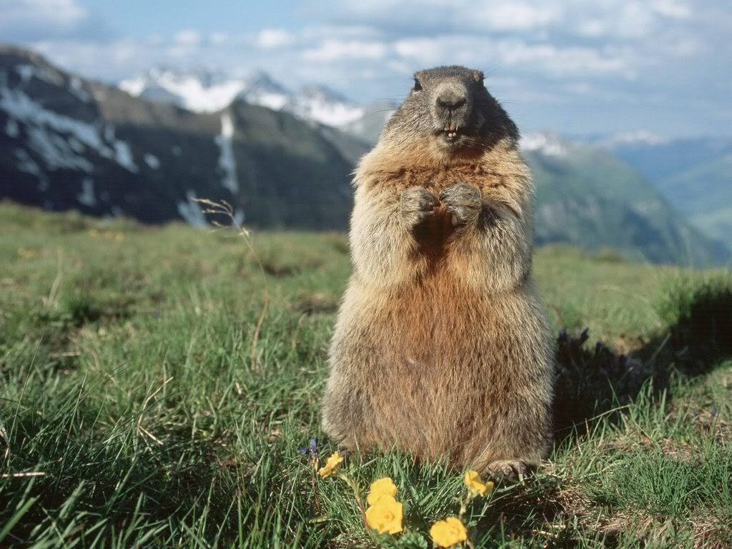 AlpineMarmotHoheTauernNationalParkA.jpg