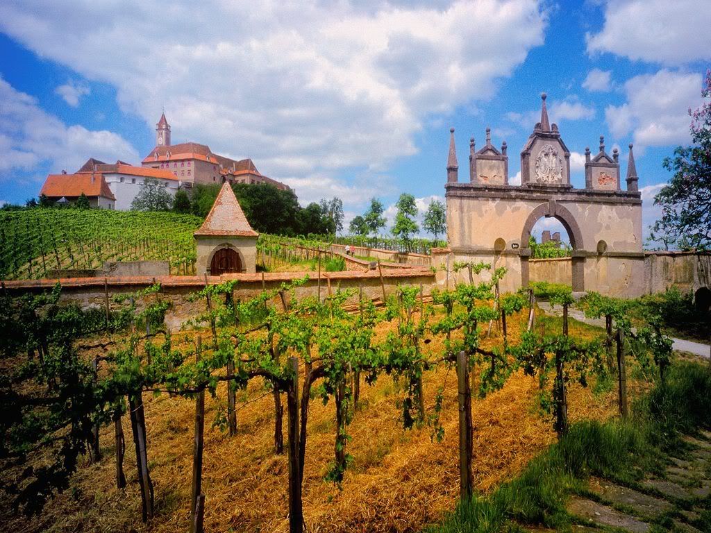 AustrianVineyard.jpg