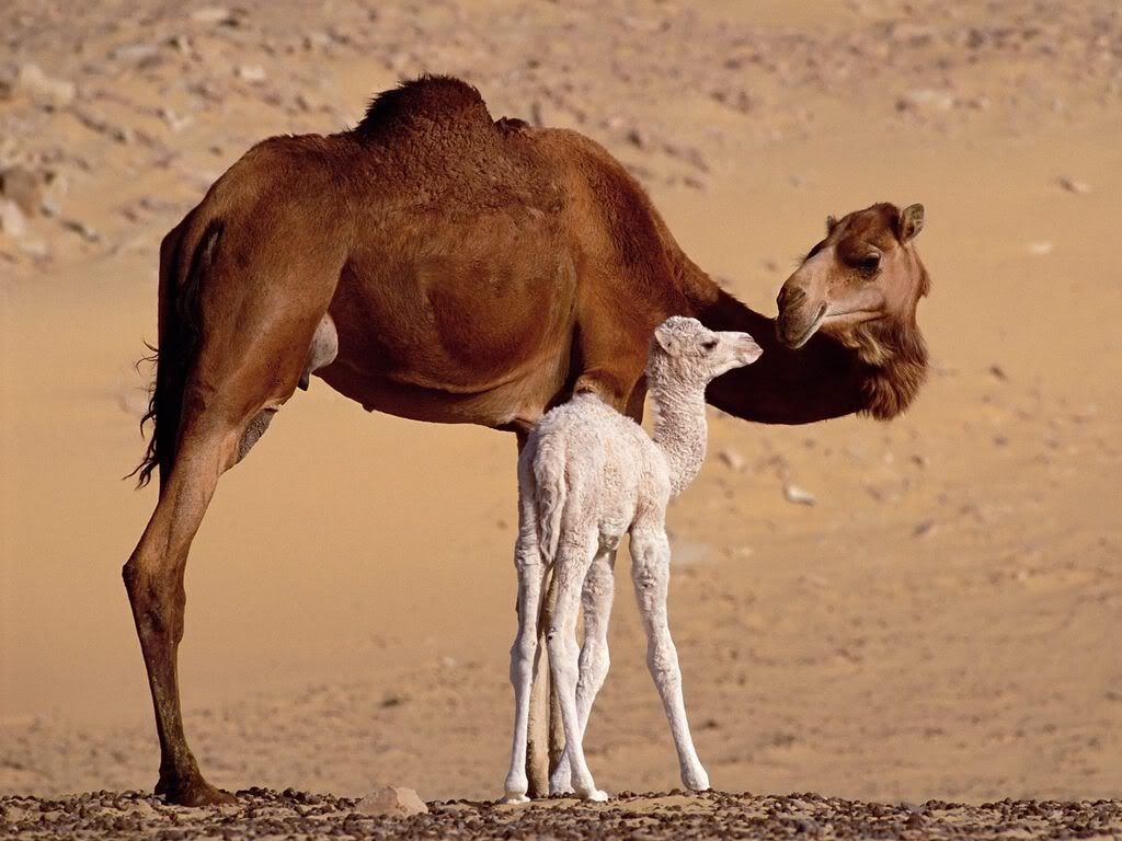 DromedaryCamelsSaharaEgypt.jpg