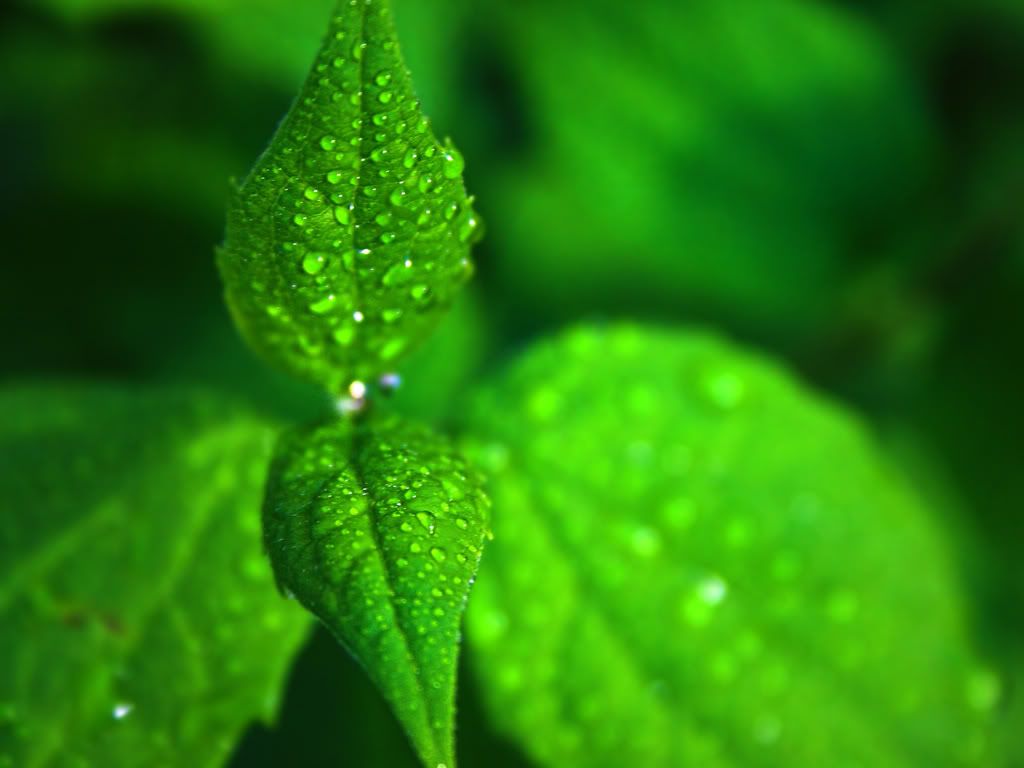 Klasnonet_green_wallpapers_0001.jpg