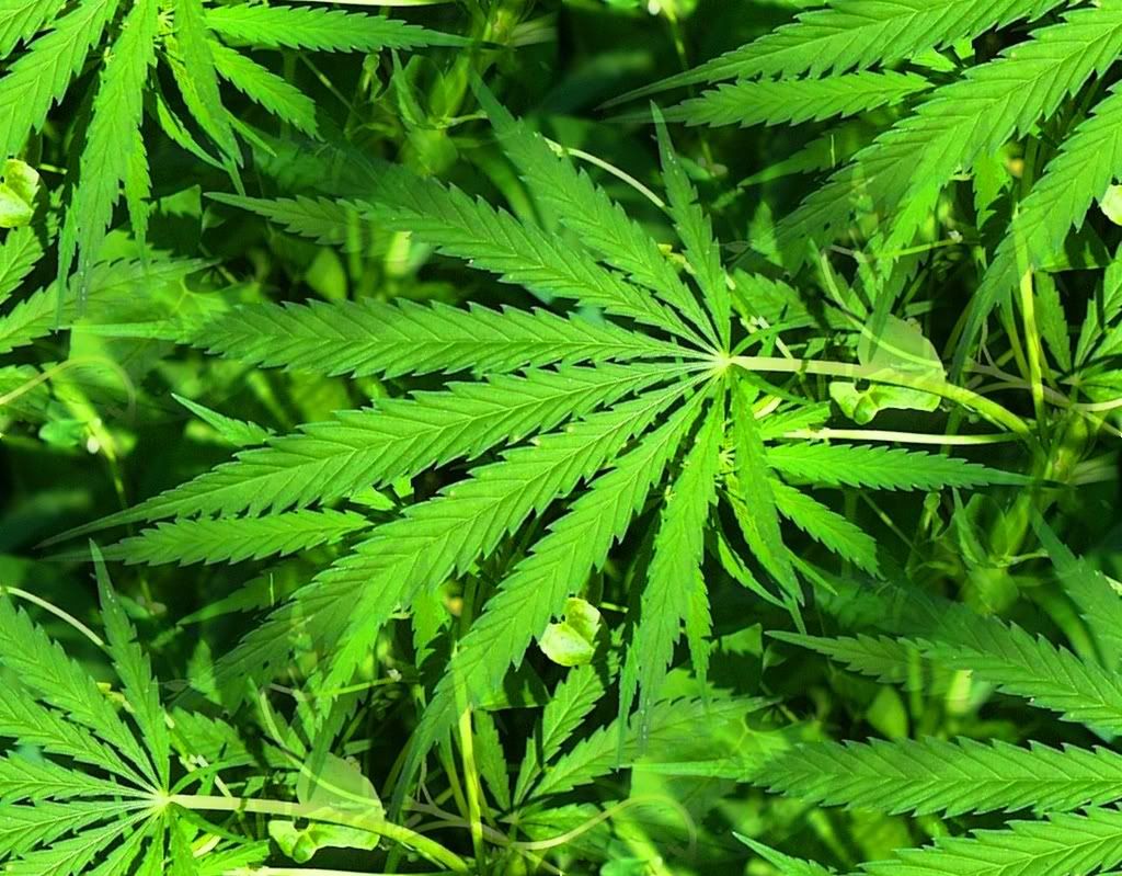 Klasnonet_green_wallpapers_0005.jpg