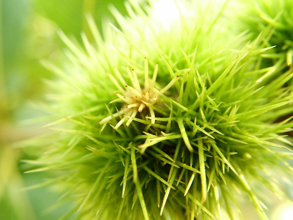 Klasnonet_green_wallpapers_0035.jpg