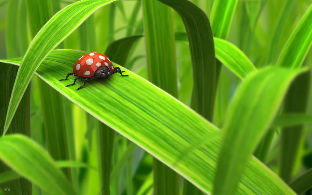 Klasnonet_green_wallpapers_0046.jpg
