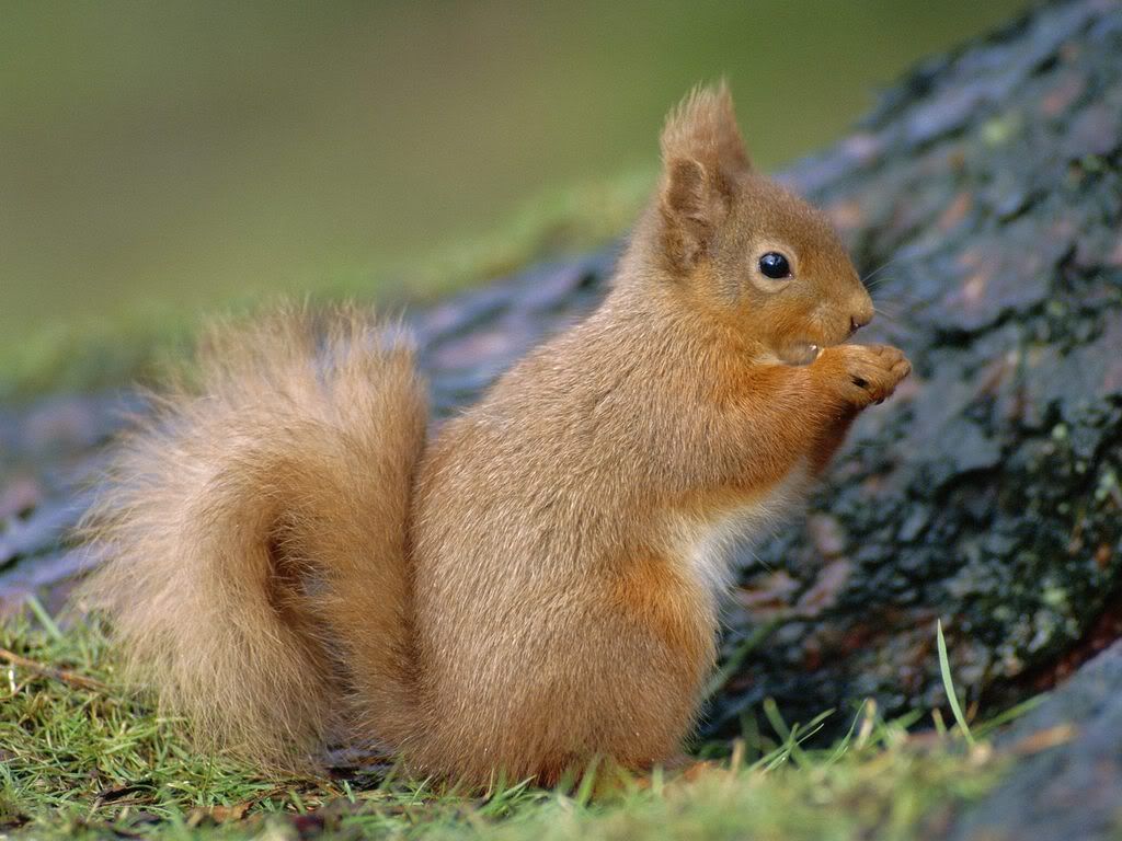 RedSquirrelScotland.jpg