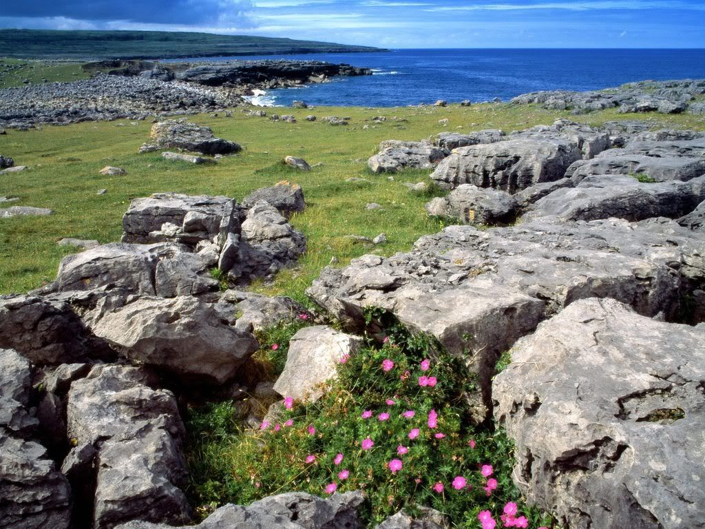 WildflowersoftheBurrenIreland.jpg