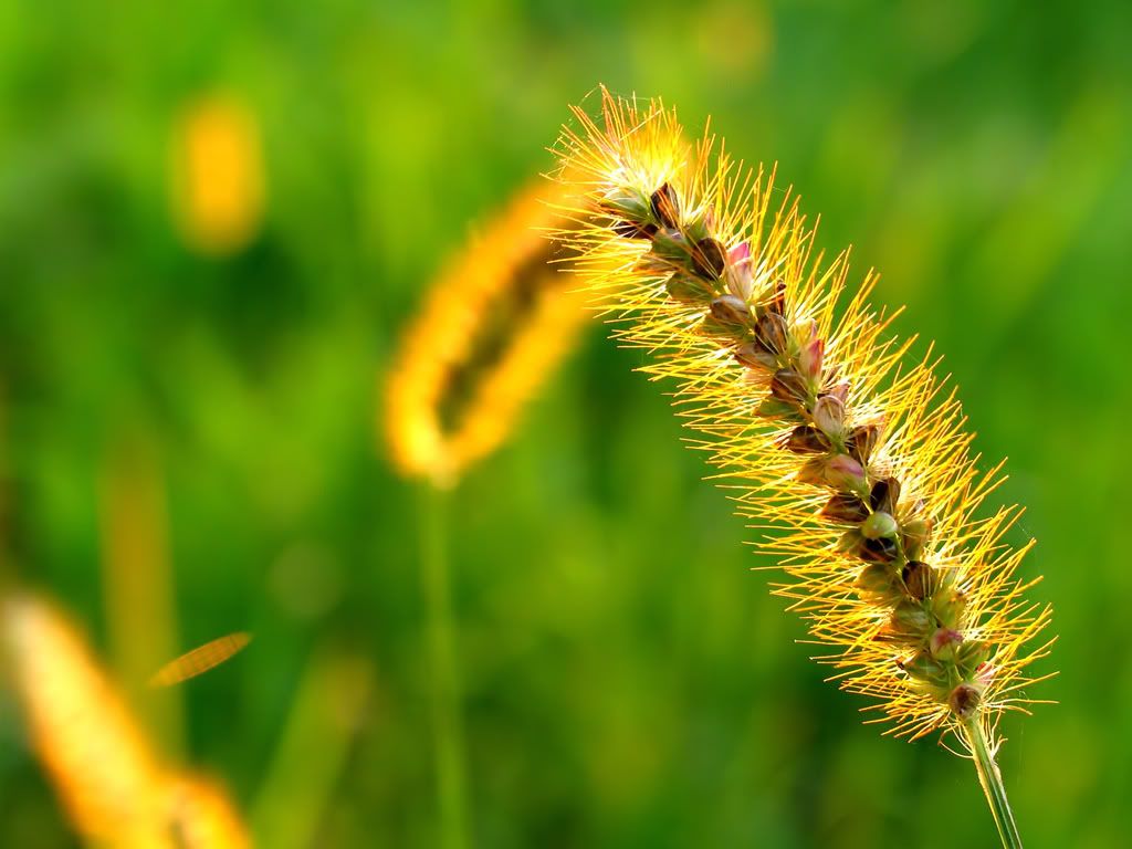 vplants3_012.jpg
