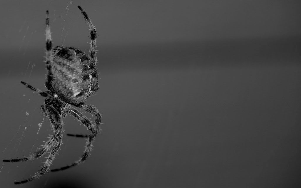 wallp_2560x1600_13.jpg