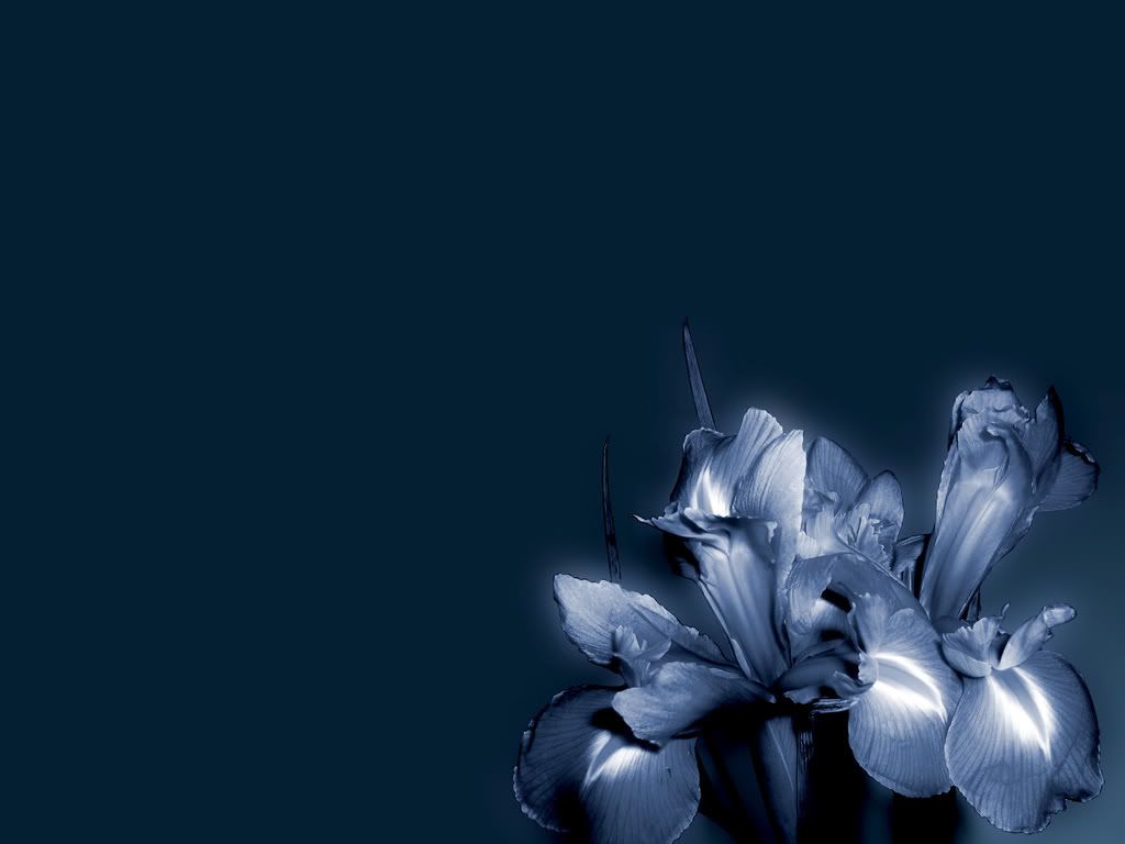 ws_Blue_flower_1600x1200.jpg