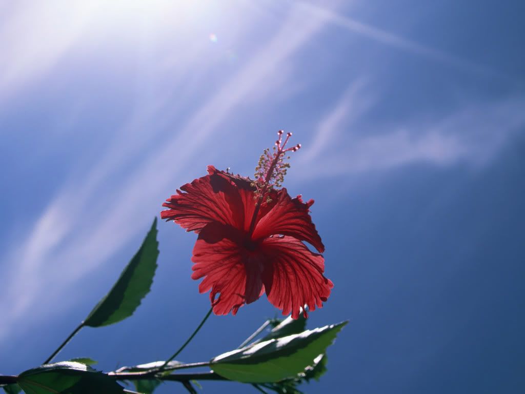flower_of_Okinawa_GJ103.jpg