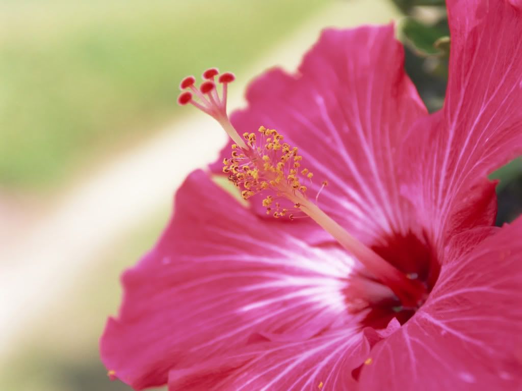 flower_of_Okinawa_GJ122.jpg