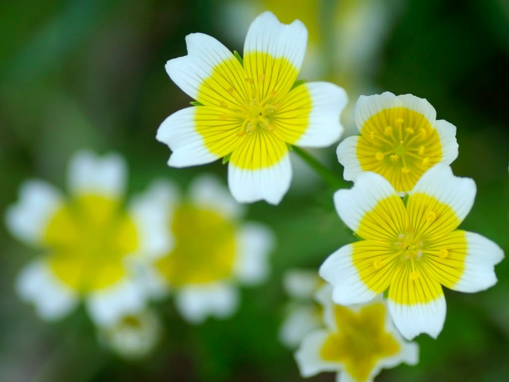 flower_photo.jpg