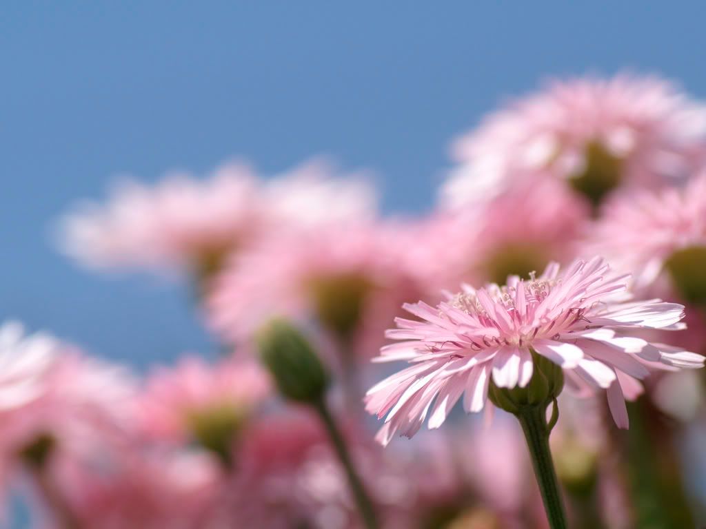 flower_photo1.jpg