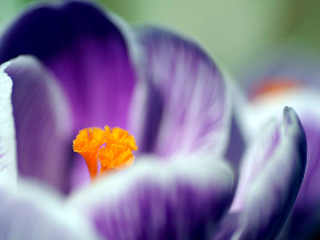flower_photo2.jpg